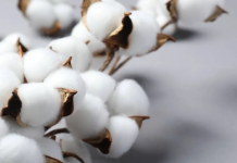 India quita temporalmente arancel a importación de algodón estadounidense en medio de fricción comercial