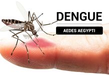 Suman tres muertes por dengue en Oaxaca