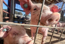 Taiwán confirma brote de peste porcina africana en ganado tras análisis en una granja