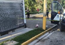 Autoridades abren investigación tras hallazgo de cabeza de cerdo en inmediaciones de CFE, en San Felipe del Agua