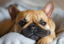 Salud cognitiva en perros senior: cómo mantener su mente sana