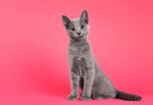 Lo que deben de saber sobre la psicología de los gatos