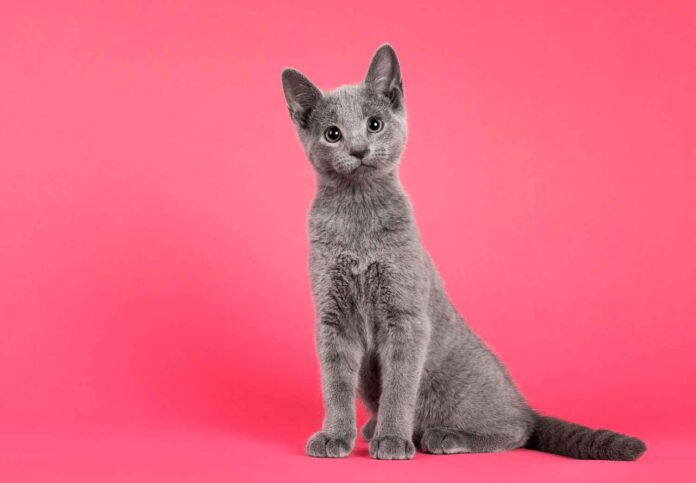 psicologia-de-los-gatos