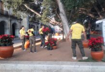 Visten de rojo el Zócalo: inicia colocación de Nochebuenas en Oaxaca
