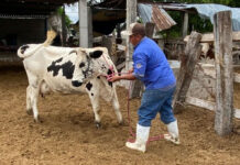 A un año de comienzo de contingencia, Oaxaca se acerca a mil 300 casos acumulados de gusano barrenador