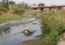 Aprueban aumentar penas por delitos vs el ambiente: hasta 10 años de cárcel al que contamine con aguas negras ríos y mares y al que trafique recursos forestales