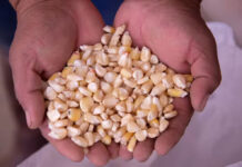 Descarta Sheinbaum más apoyos para productores de maíz y atribuye a intereses políticos bloqueos de agricultores