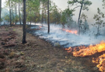 Oaxaca reporta 34 mil 730 hectáreas de tierra devastadas por incendios forestales