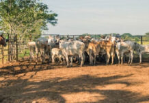 Ganaderos advierten que la sobrerregulación ante la plaga de gusano barrenador paraliza el traslado y afecta al bienestar animal