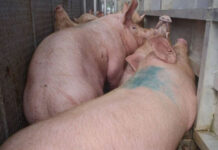 México abre investigación antidumping a importaciones de carne de cerdo desde EU