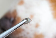 Rickettsiosis: su mascota se las puede contagiar