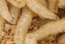 Confirman en Oaxaca tres casos más de miasis en humanos por gusano barrenador