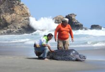 Rescatan tortuga laúd tras quedar varada por mar de fondo en la Costa de Oaxaca