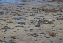 Derrame en el Golfo de México: van más de 825 toneladas recolectadas de residuos contaminados