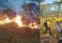 Incendios forestales arrasan en Oaxaca con 500 hectáreas de superficie en última semana, incluidos selvas y bosques de pino y encino