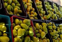 Frenan exportación de mango del Istmo por detección de fruta con larvas
