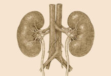 Así es como deben de cuidar los riñones