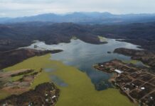 Emergencia en presa de San Francisco Yosocuta por plaga de lirio que afecta a casi 40% de superficie
