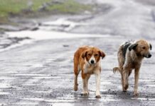 Plantean crear Ley General de Bienestar y Protección Animal; estiman que al año 500 mil animales de compañía son abandonados