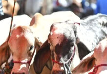 Oaxaca continúa siendo el estado mexicano más afectado por casos activos de gusano barrenador: Senasica