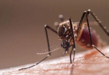 Investigadores en México crean una herramienta basada en IA para prevenir brotes de dengue