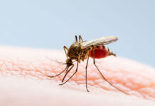 Muere en Oaxaca niño de 6 años víctima de dengue; se trata de primer caso fatal de 2026