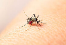 En una semana, casos de probable dengue llegan a 418 en Oaxaca; dos defunciones, bajo investigación