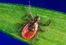 Alerta en Estados Unidos: las picaduras de garrapata alcanzan niveles récord para esta temporada