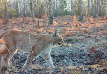 Animales que prosperan en el paisaje de Chernóbil tras 40 años muestran la resiliencia de la naturaleza
