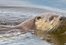 Denuncian caza ilegal de nutrias en el Istmo; piden frenar tráfico de pieles