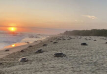 Sujetos son captados cuando avientan tortugas y roban sus huevos en playa de Oaxaca; Profepa responde en un tuit que ya investiga