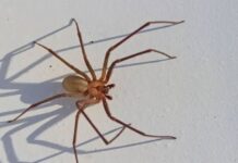 Autoridades confirman en Oaxaca dos casos de mordedura de araña violinista; alertan por aumento de contactos por temporada de calor