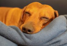 Por qué nos duele tanto y cómo despedirnos de los perros