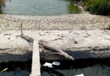 Reportan la muerte masiva de peces en límites de Veracruz y Tamaulipas; Conagua niega presencia de hidrocarburos