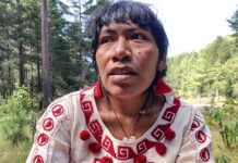 A cuatro años de la desaparición de Irma Galindo, persiste el desplazamiento y la lucha por los bosques en la Mixteca