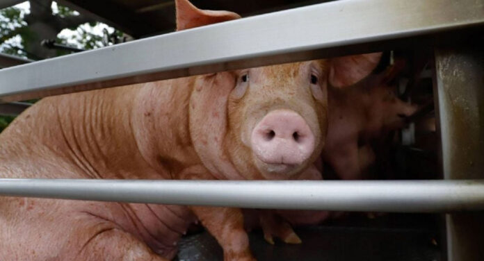 cerdito