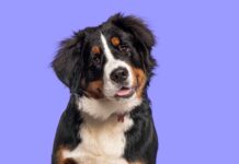 Todo sobre el Pet Fest 2026