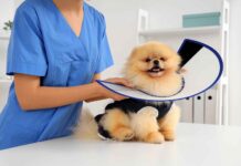 Check ups que sí o sí tienen que hacerle a perros y gatos