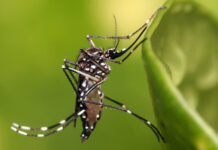Contabilizan en Oaxaca siete muertes posiblemente ocasionadas por dengue; casos permanecen en estudio