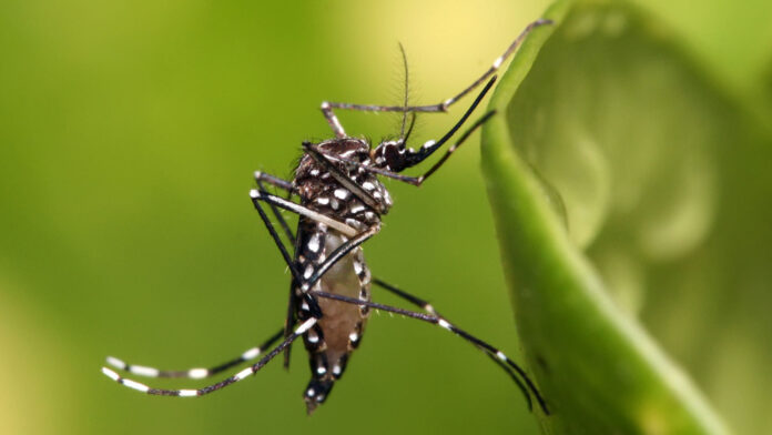 DENGUE