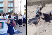 “En lugar de celebrar, salen a buscar”: padres buscadores, la otra cara de este domingo en México