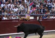 El torero Víctor Hernández es arrastrado dramáticamente por el toro durante varios metros en corrida celebrada en Las Ventas