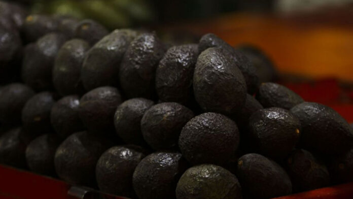 AGUACATE