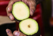 EU mantiene suspensión de exportaciones de aguacate en bastión del Cártel de Los Reyes