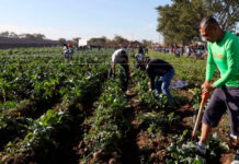 American Society insta a México y EU a fortalecer las exportaciones agroalimentarias tras caída de 7.1%